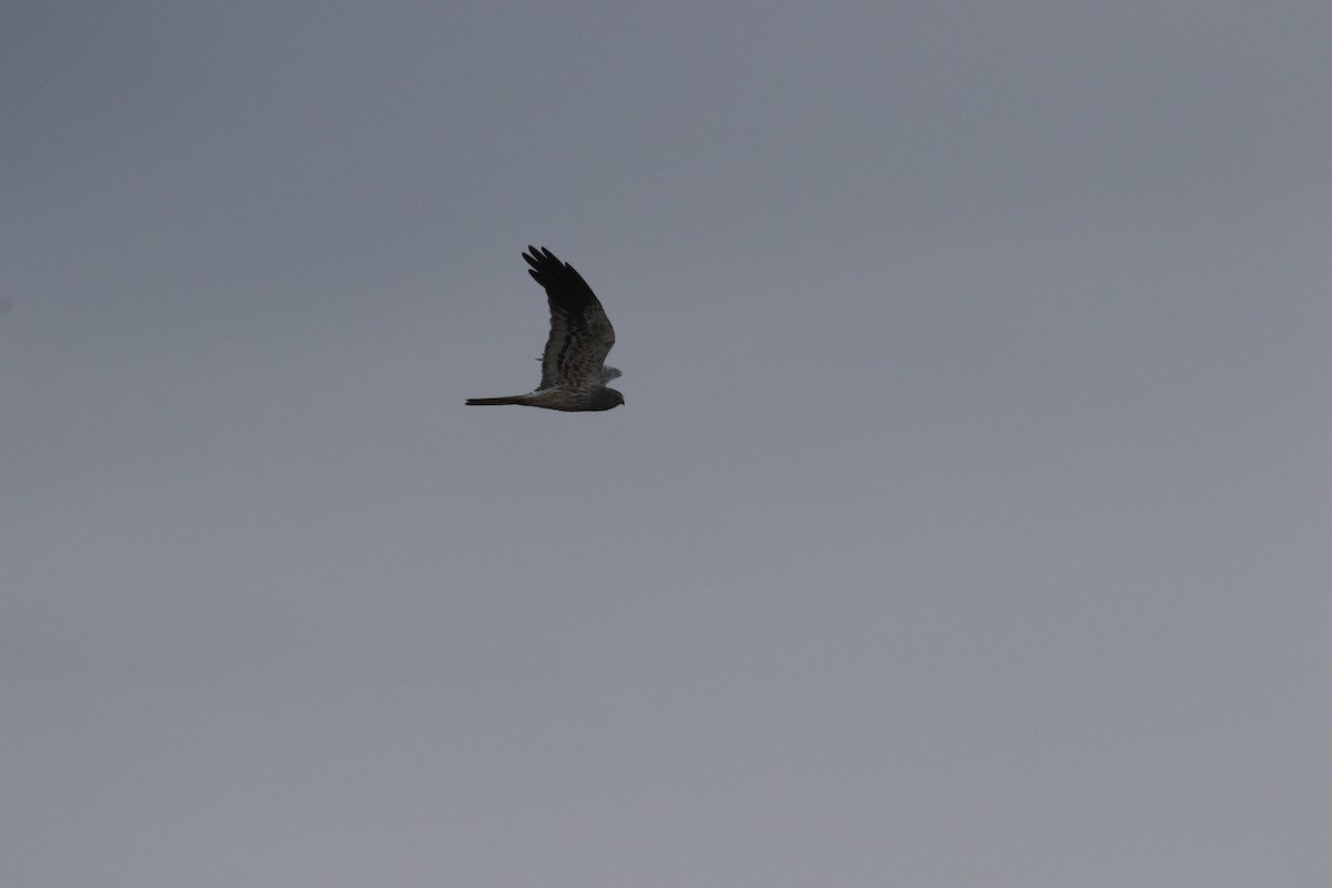 Montagu's Harrier - ML608926157