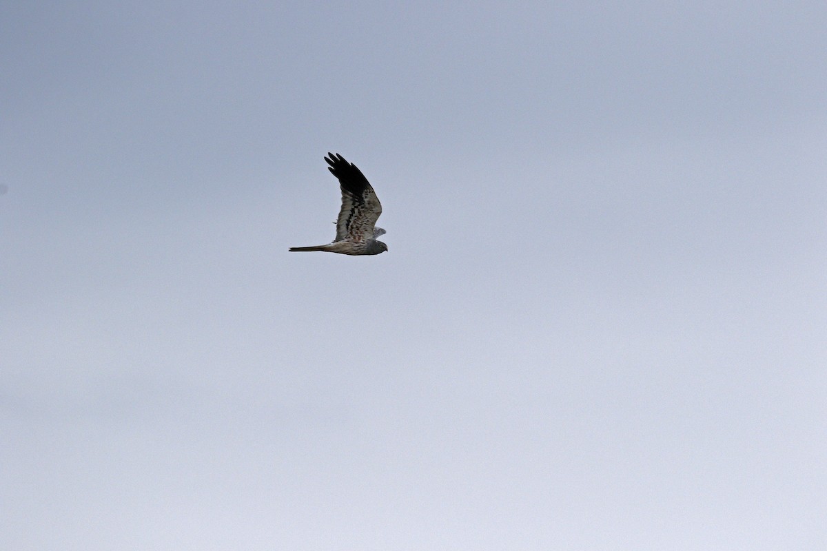 Montagu's Harrier - ML608926158