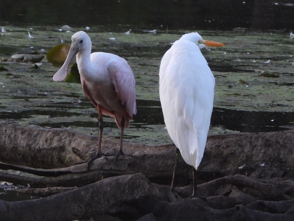 Roseate Spoonbill - ML608926172