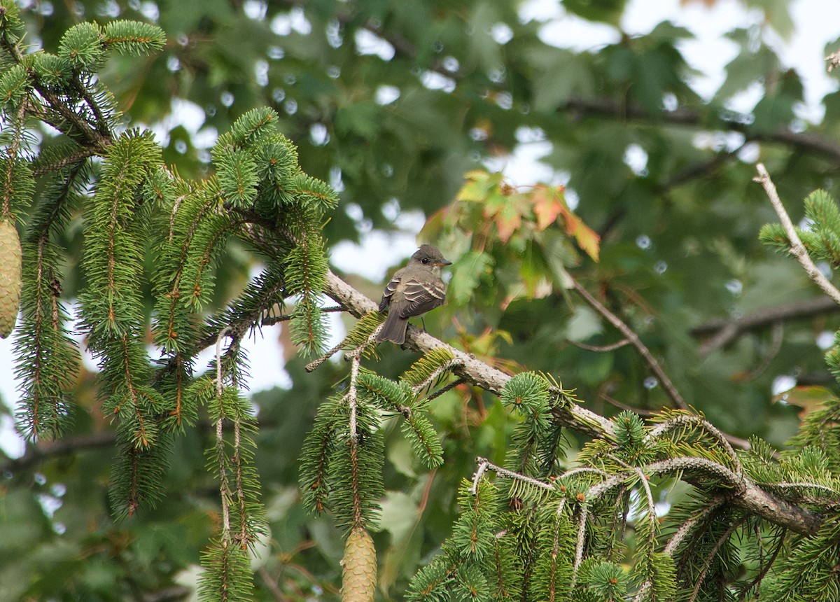 Eastern Wood-Pewee - ML608926176