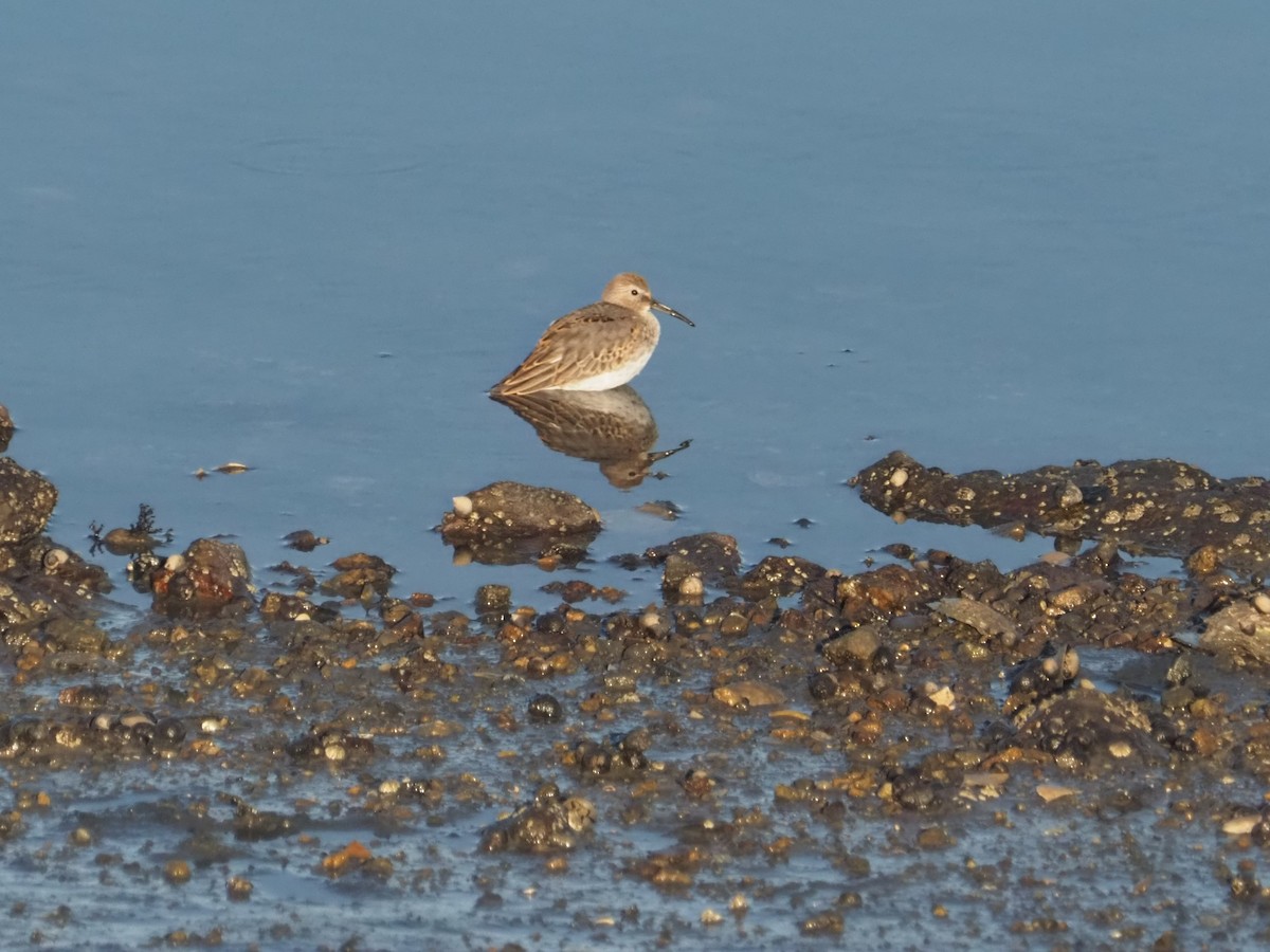 Dunlin - ML608926181