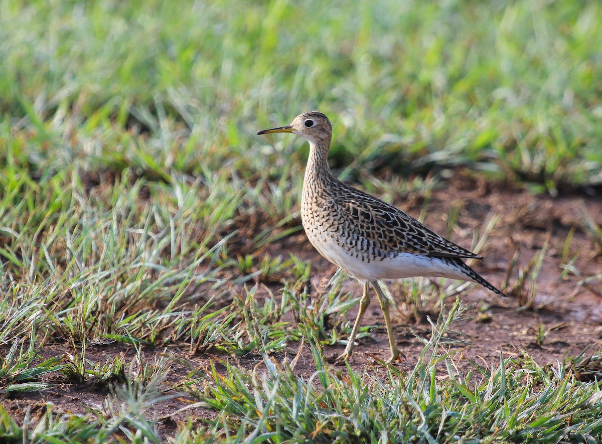 Upland Sandpiper - ML608926185