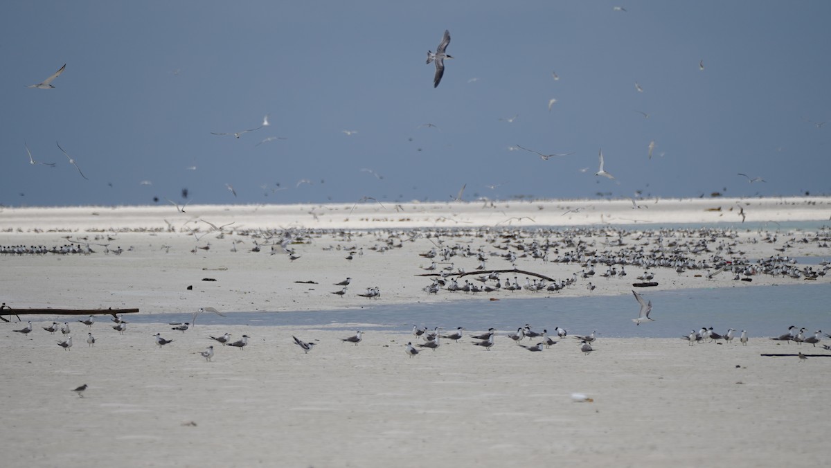 Great Crested Tern - Guy Pardey