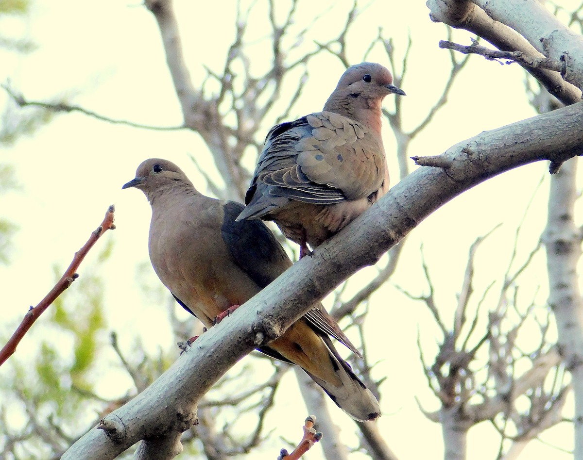 Eared Dove - ML608926297