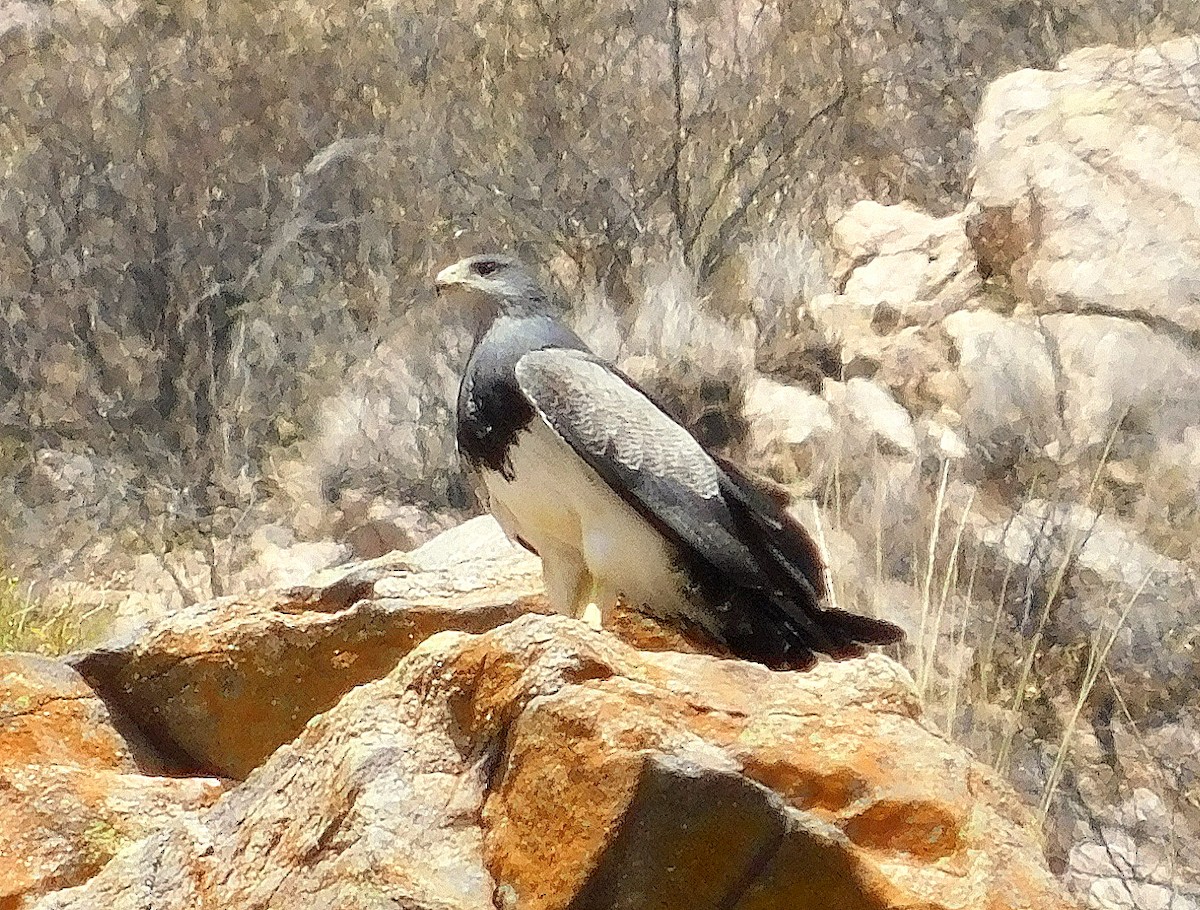 Black-chested Buzzard-Eagle - ML608926314