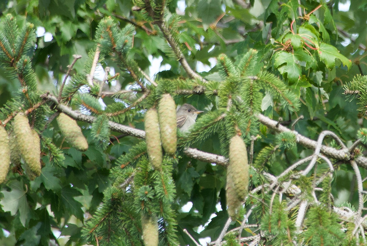 Eastern Wood-Pewee - ML608926332