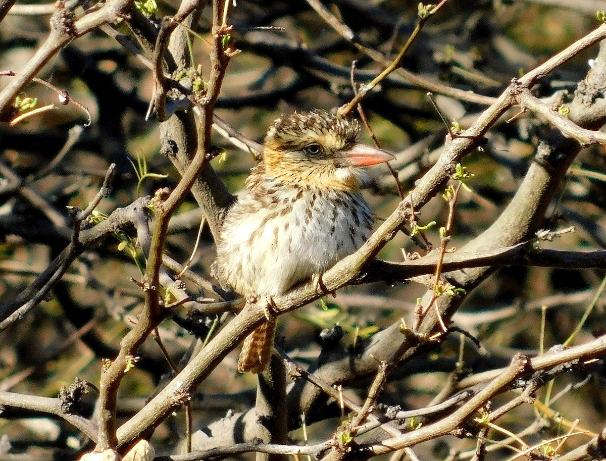 Spot-backed Puffbird - ML608926335