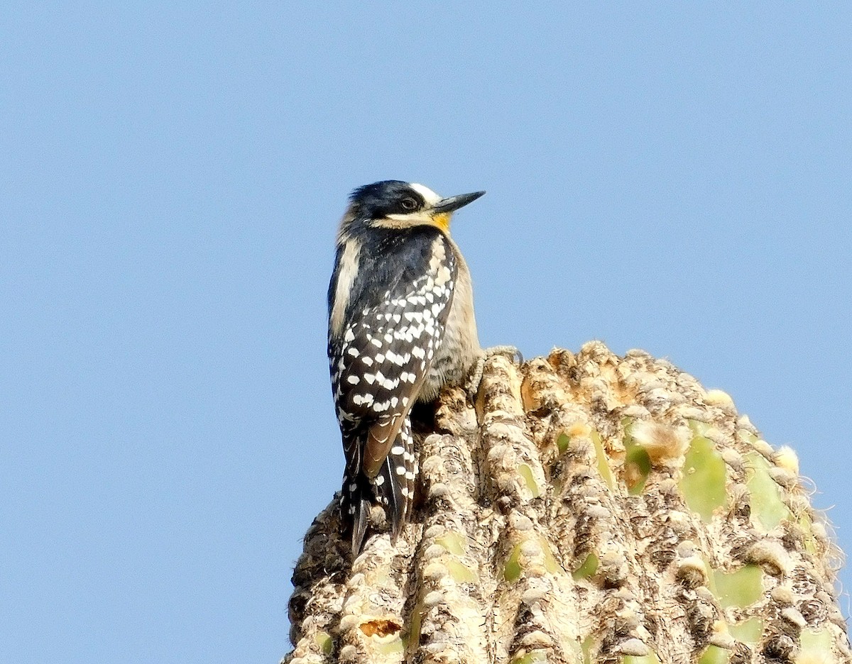 White-fronted Woodpecker - ML608926346