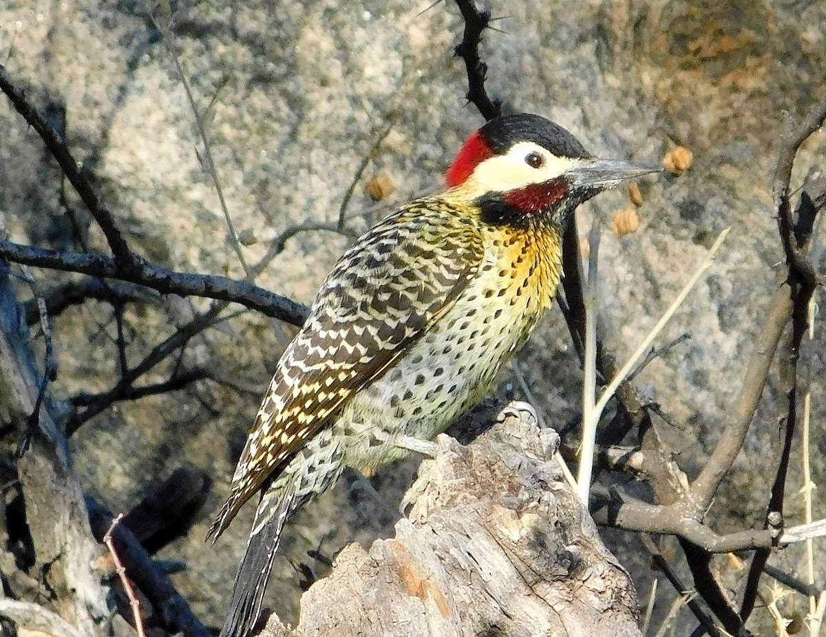 Green-barred Woodpecker - ML608926355
