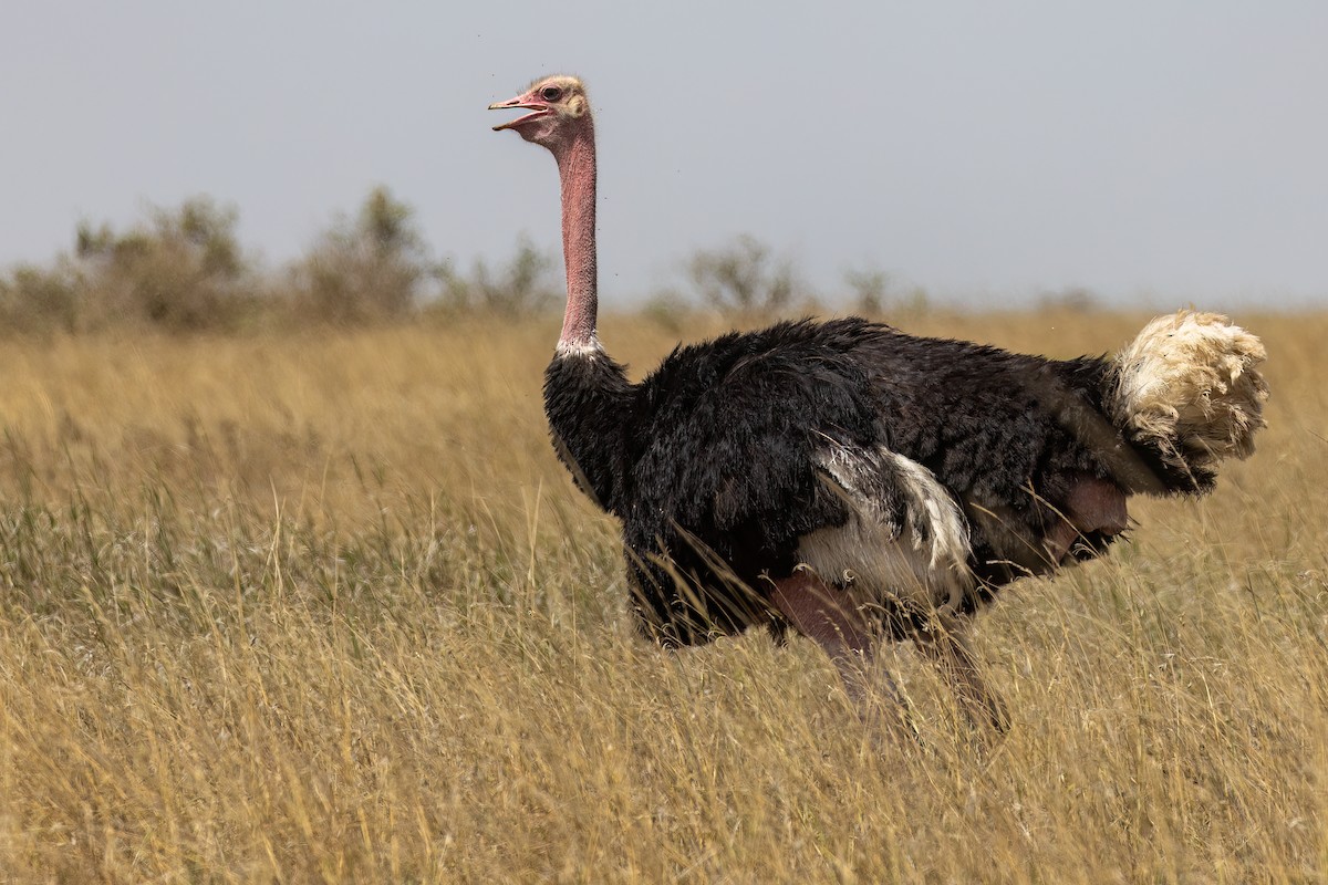 Common Ostrich - ML608926366