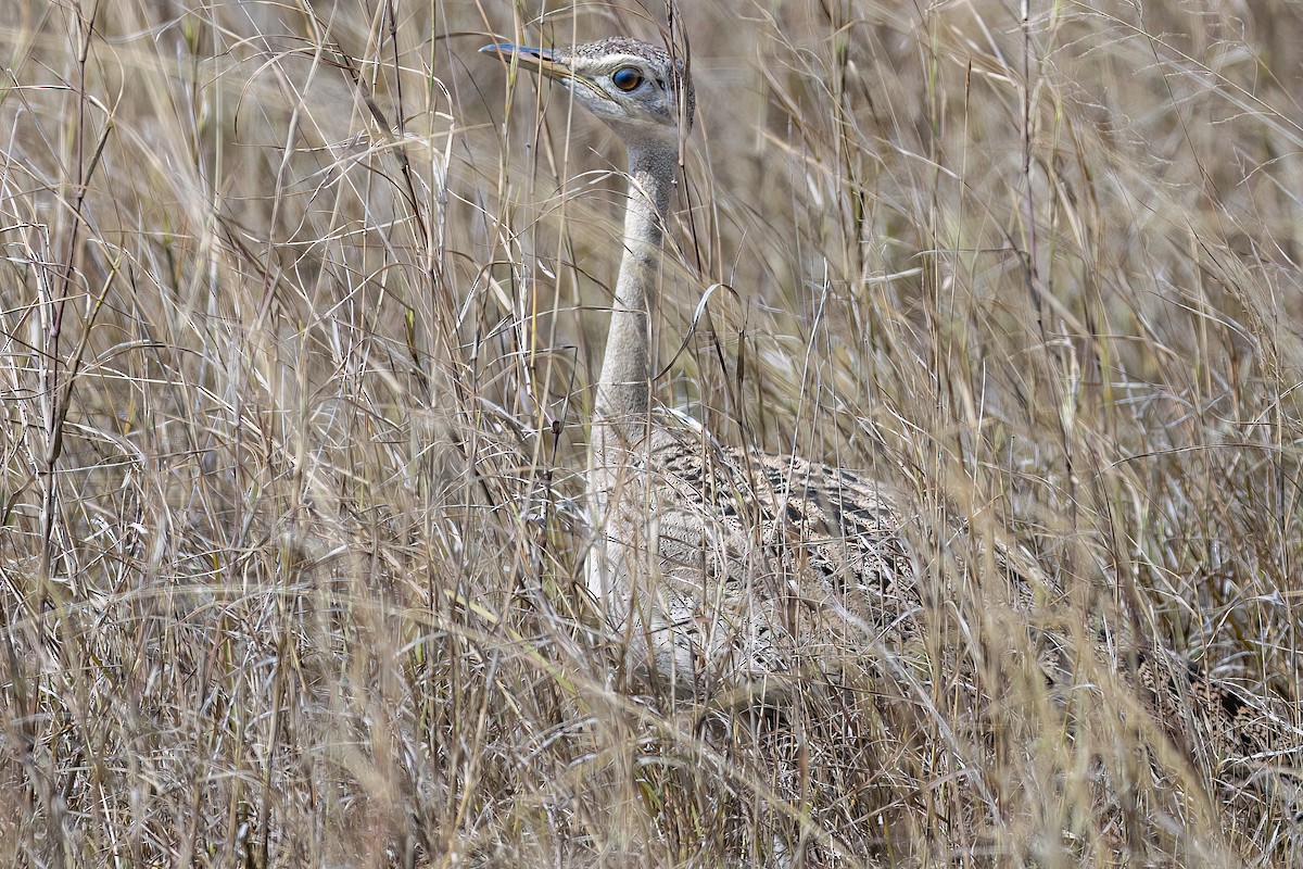 White-bellied Bustard (White-bellied) - ML608926374