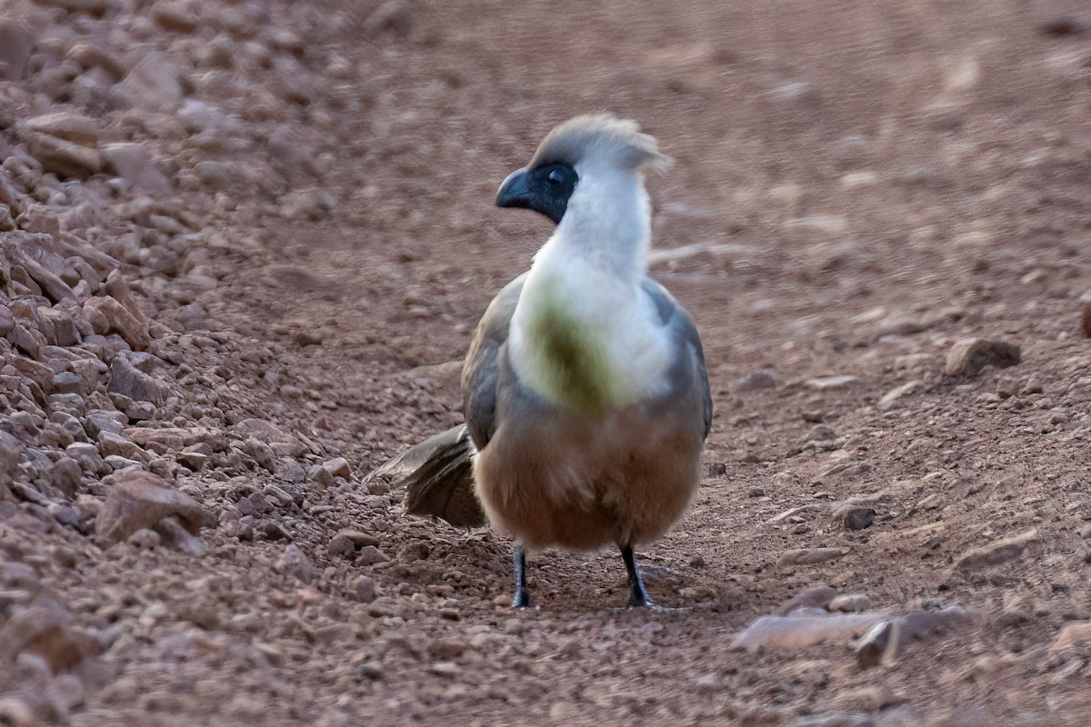 Turaco Enmascarado (leopoldi) - ML608926376