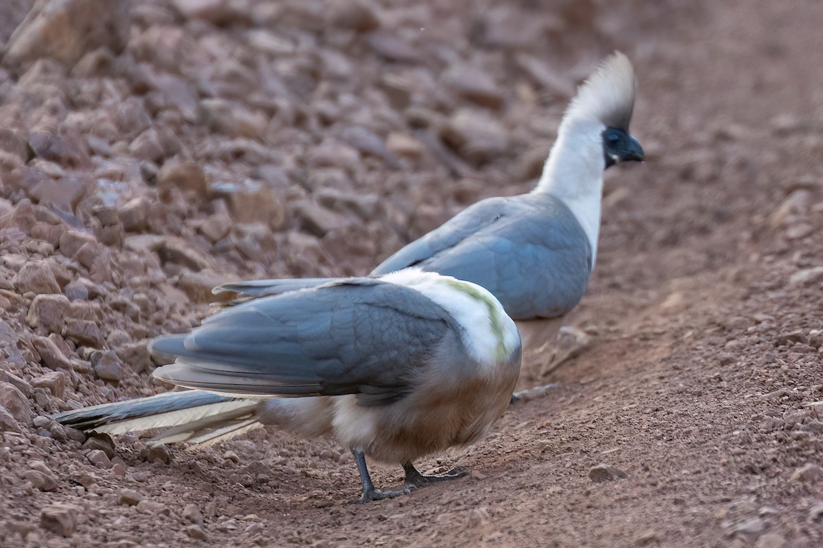 Bare-faced Go-away-bird (Black-faced) - ML608926377