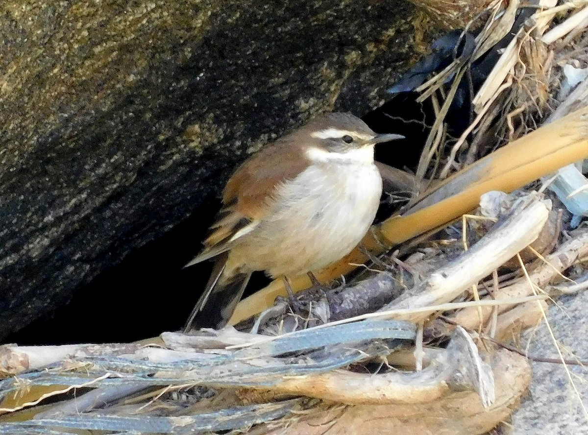 Cream-winged Cinclodes - ML608926380