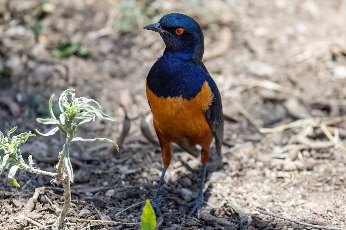 Hildebrandt's Starling - ML608926381