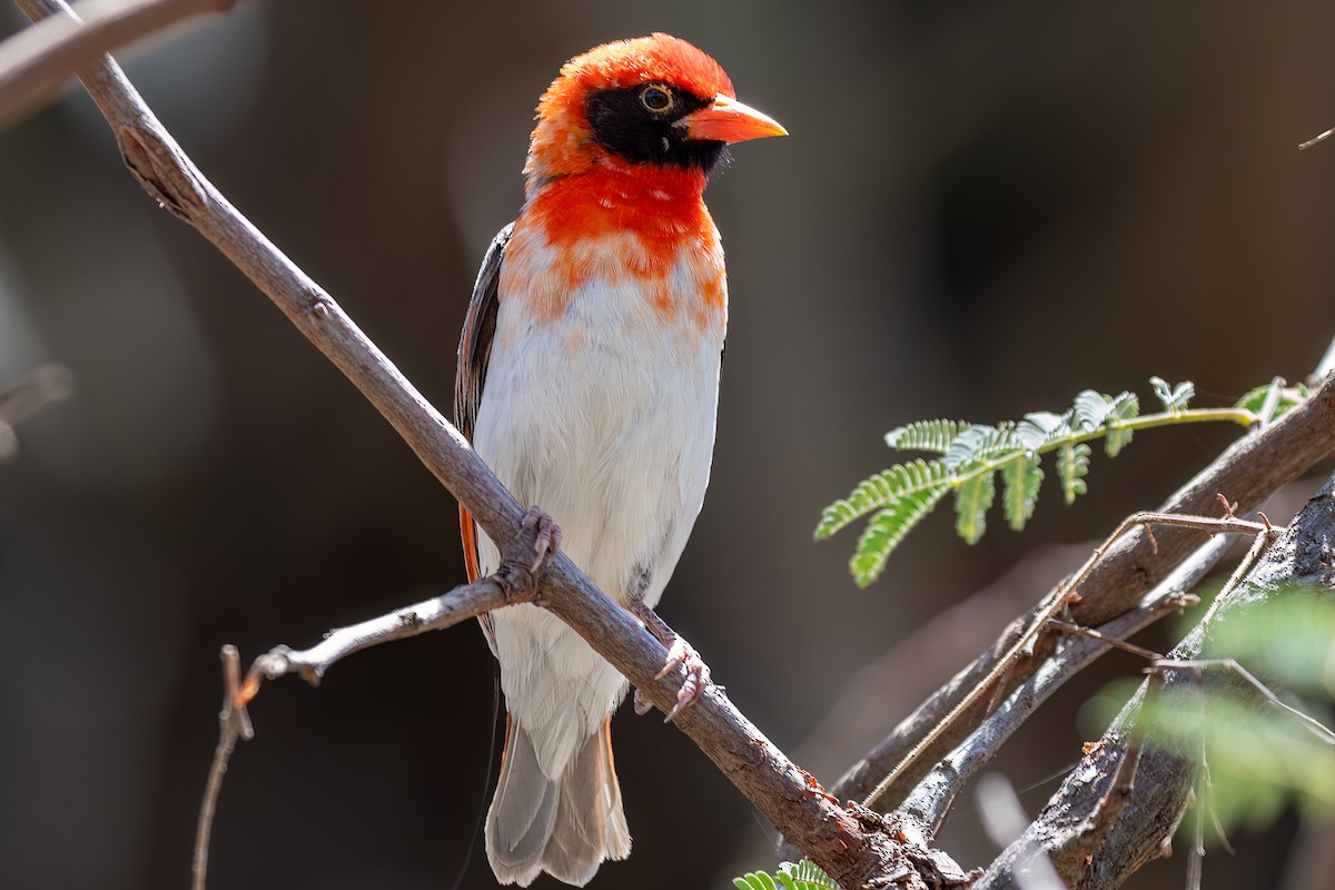 Red-headed Weaver - ML608926388