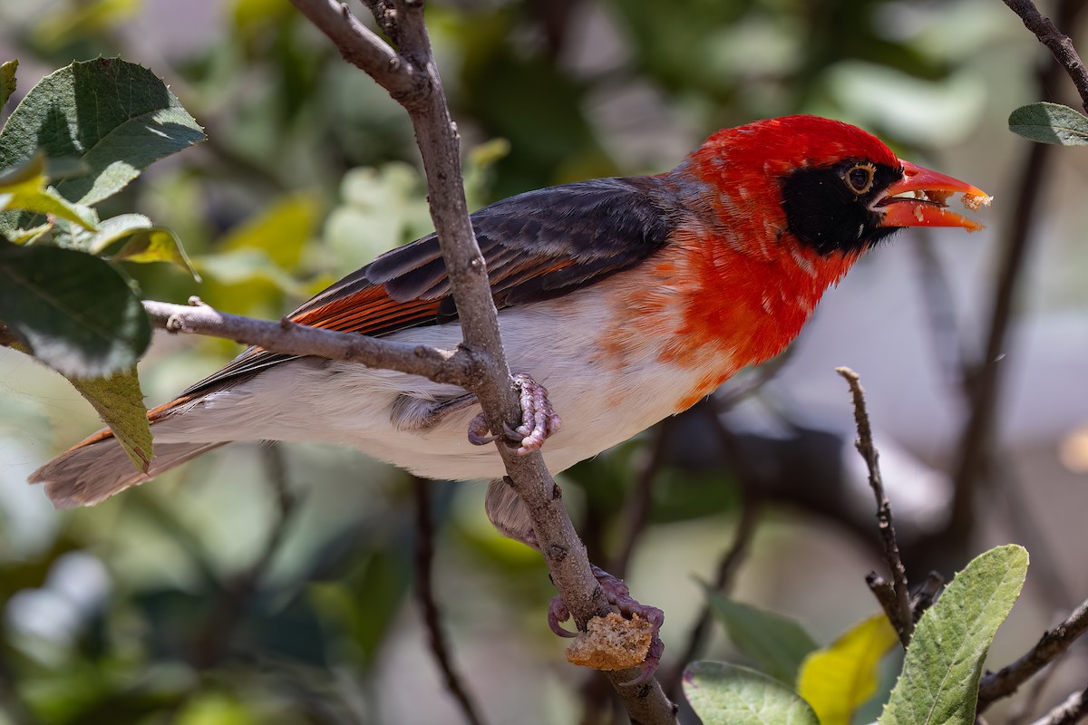 Red-headed Weaver - ML608926389