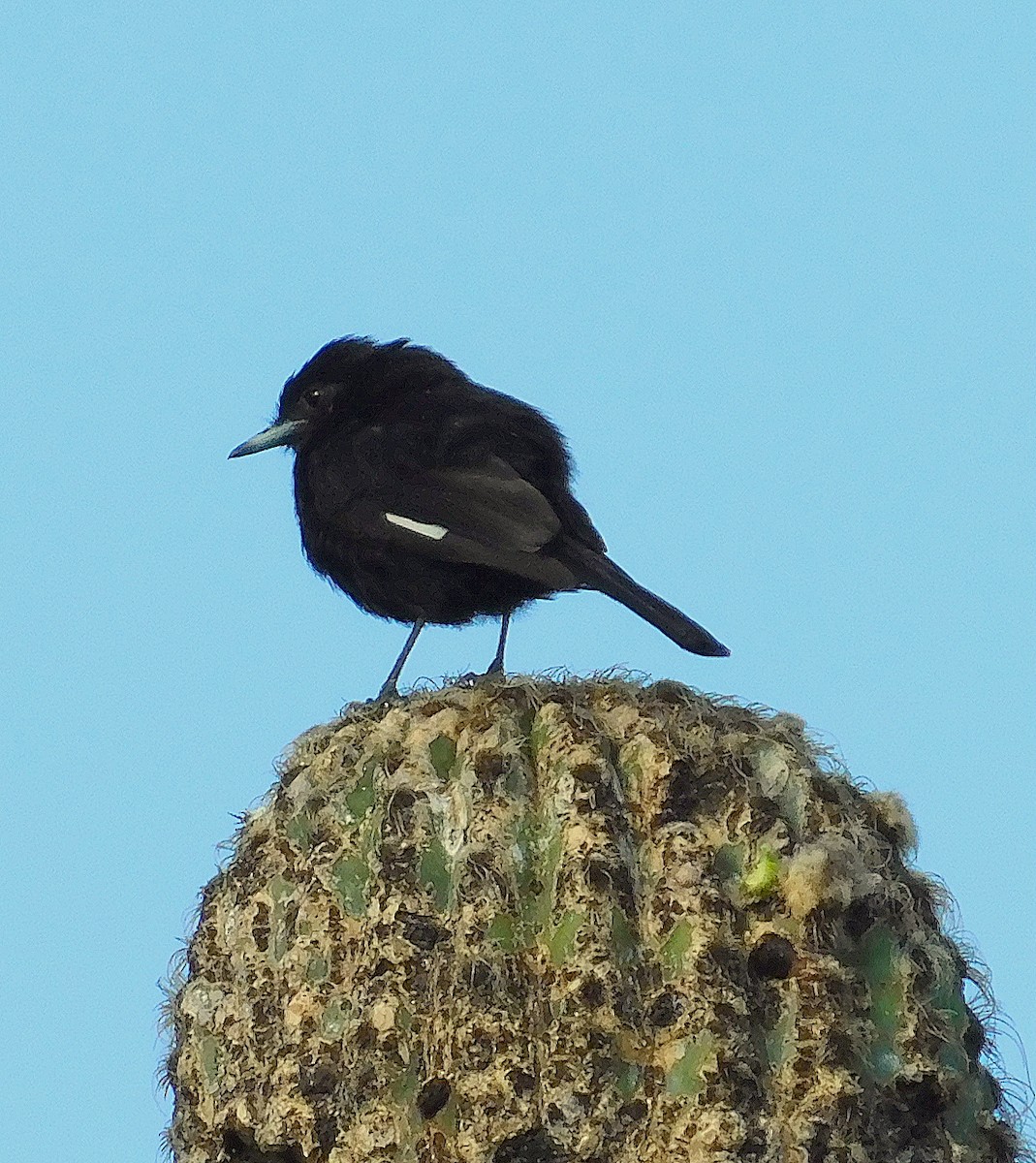 White-winged Black-Tyrant - ML608926390