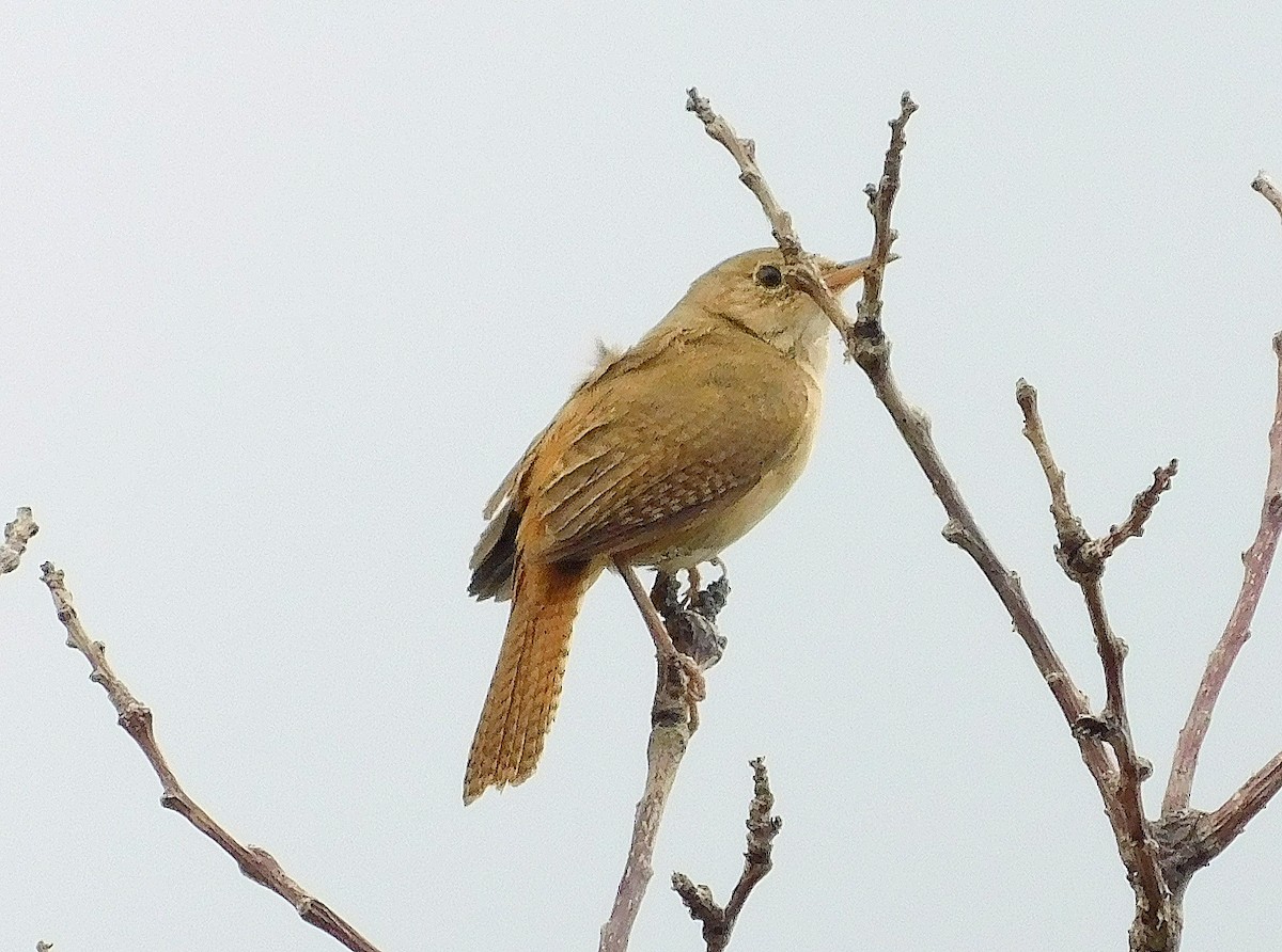 Southern House Wren - ML608926410