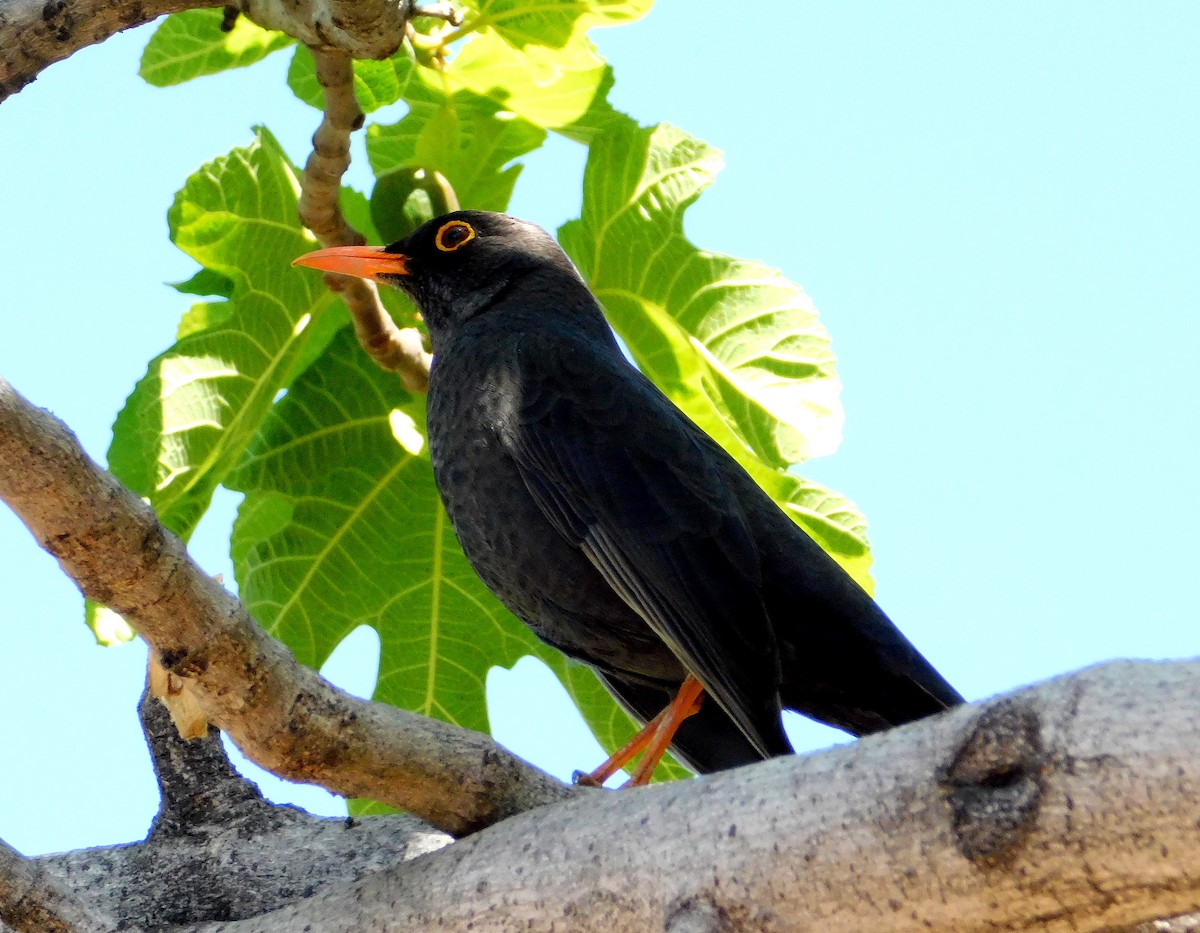 Chiguanco Thrush - ML608926423
