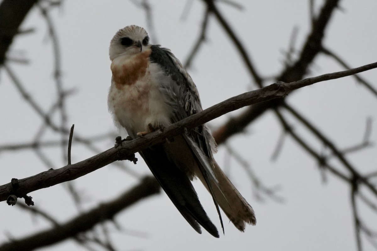 White-tailed Kite - ML608926427