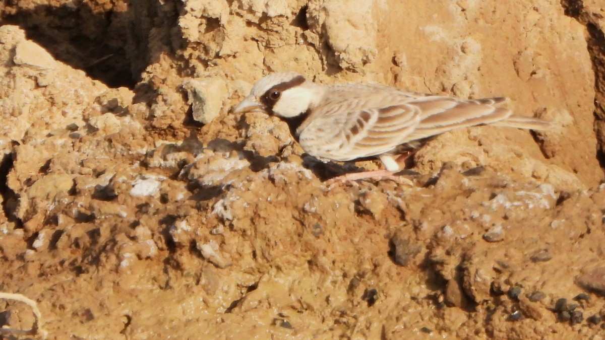 Ashy-crowned Sparrow-Lark - ML608926438