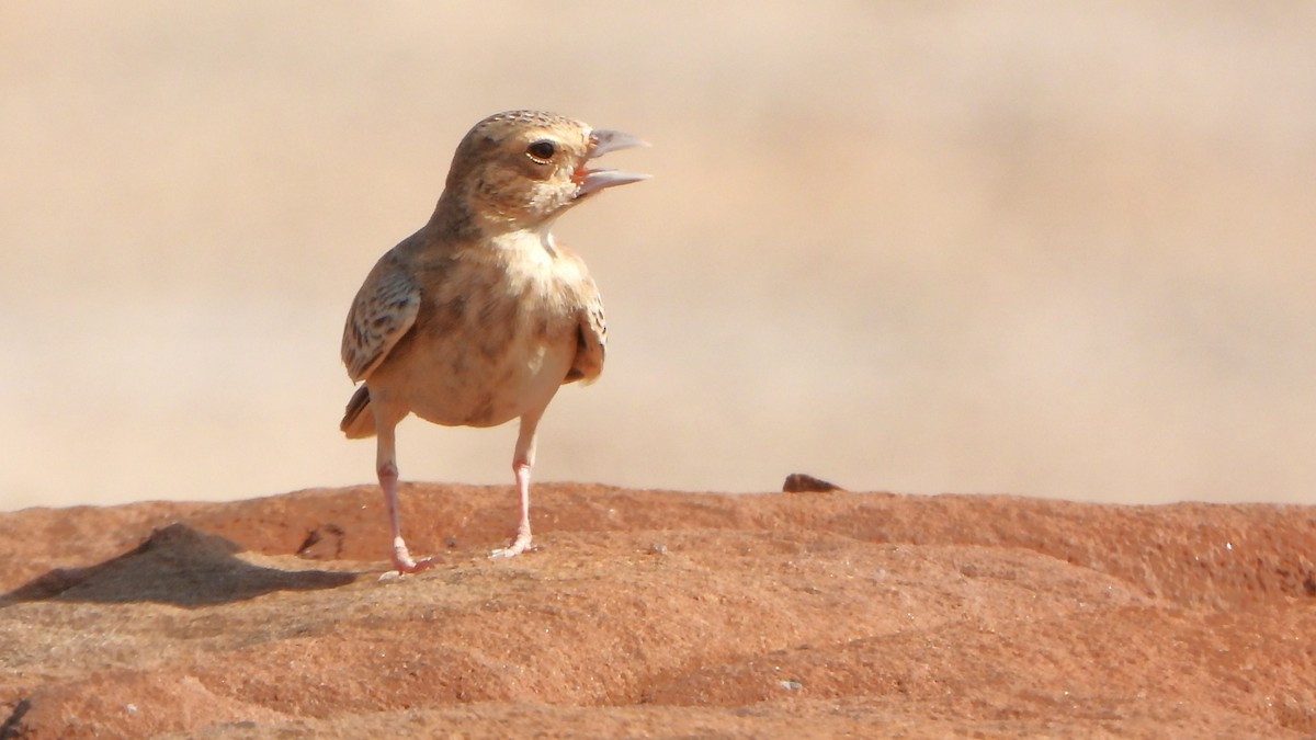 Ashy-crowned Sparrow-Lark - ML608926439