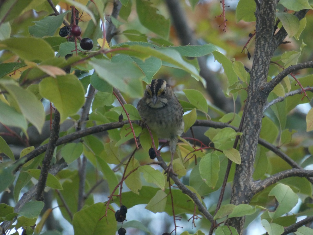 White-throated Sparrow - ML608926459