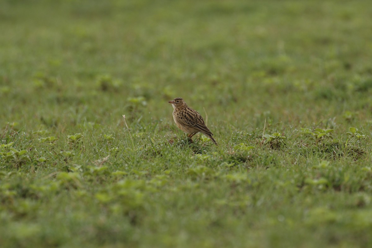 Somali Short-toed Lark - ML608926484