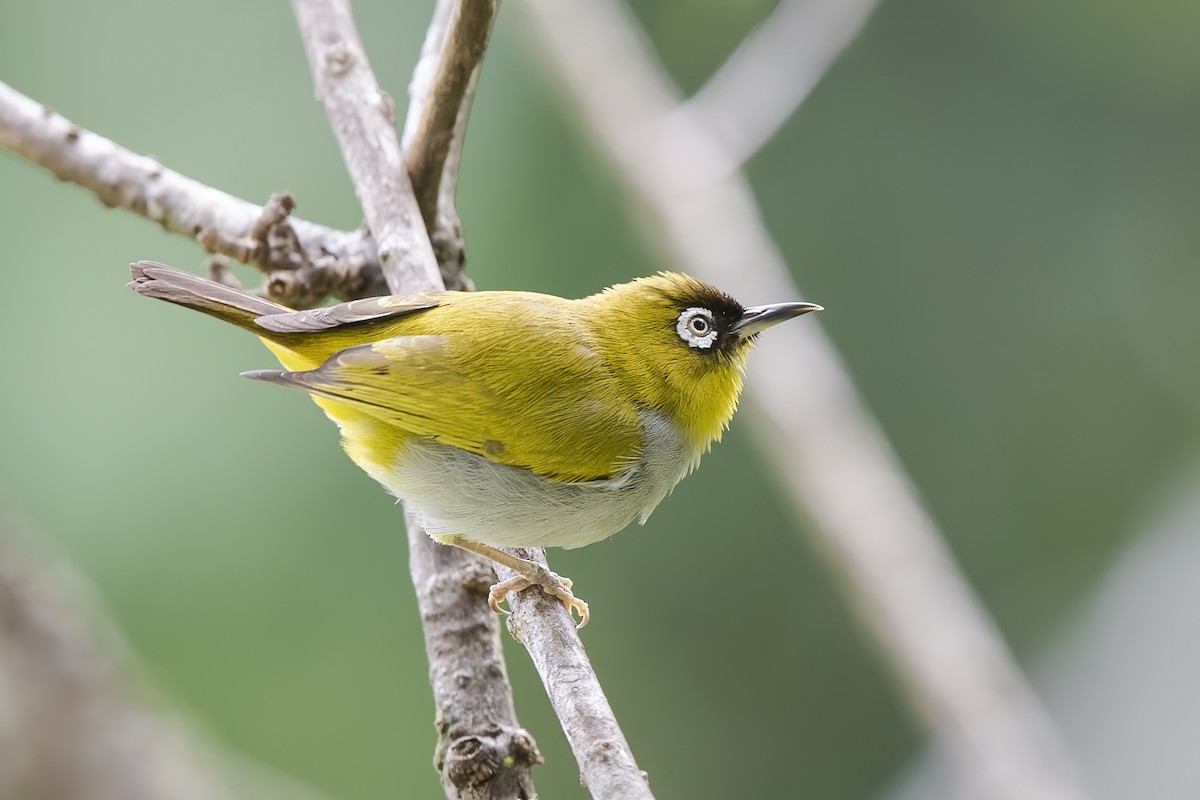 Black-capped White-eye - Wei Yan