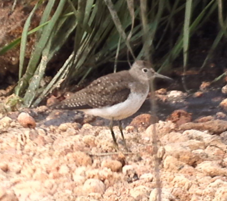 Solitary Sandpiper - ML608926674