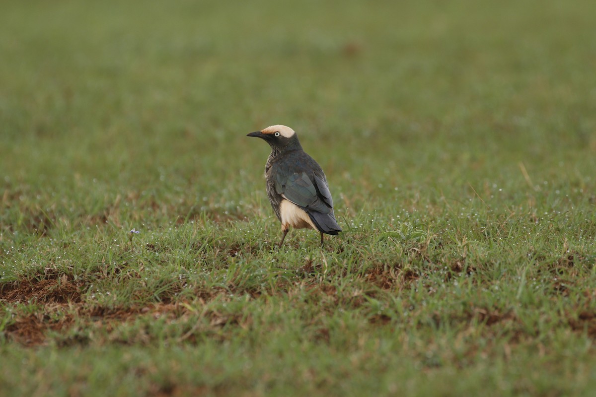 White-crowned Starling - Daniel Booker