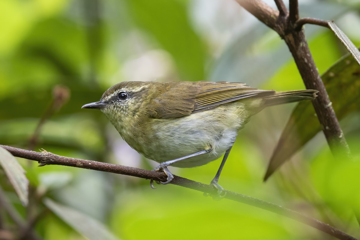 Sulawesi Leaf Warbler - ML608926711