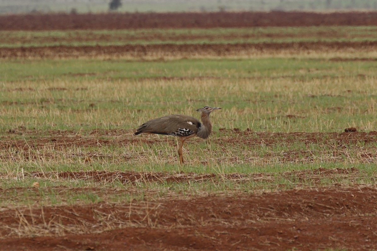 Kori Bustard - ML608926785