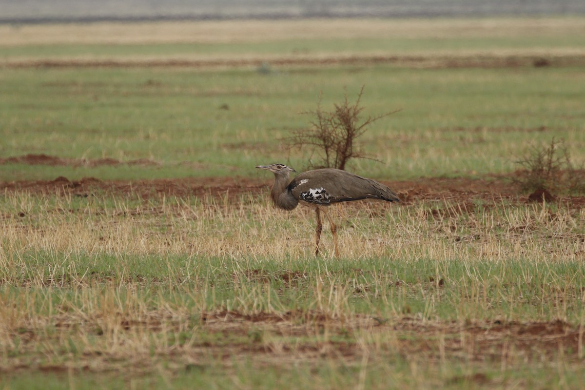 Kori Bustard - ML608926788