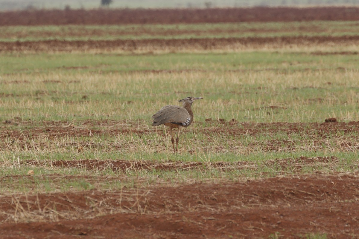 Kori Bustard - ML608926791