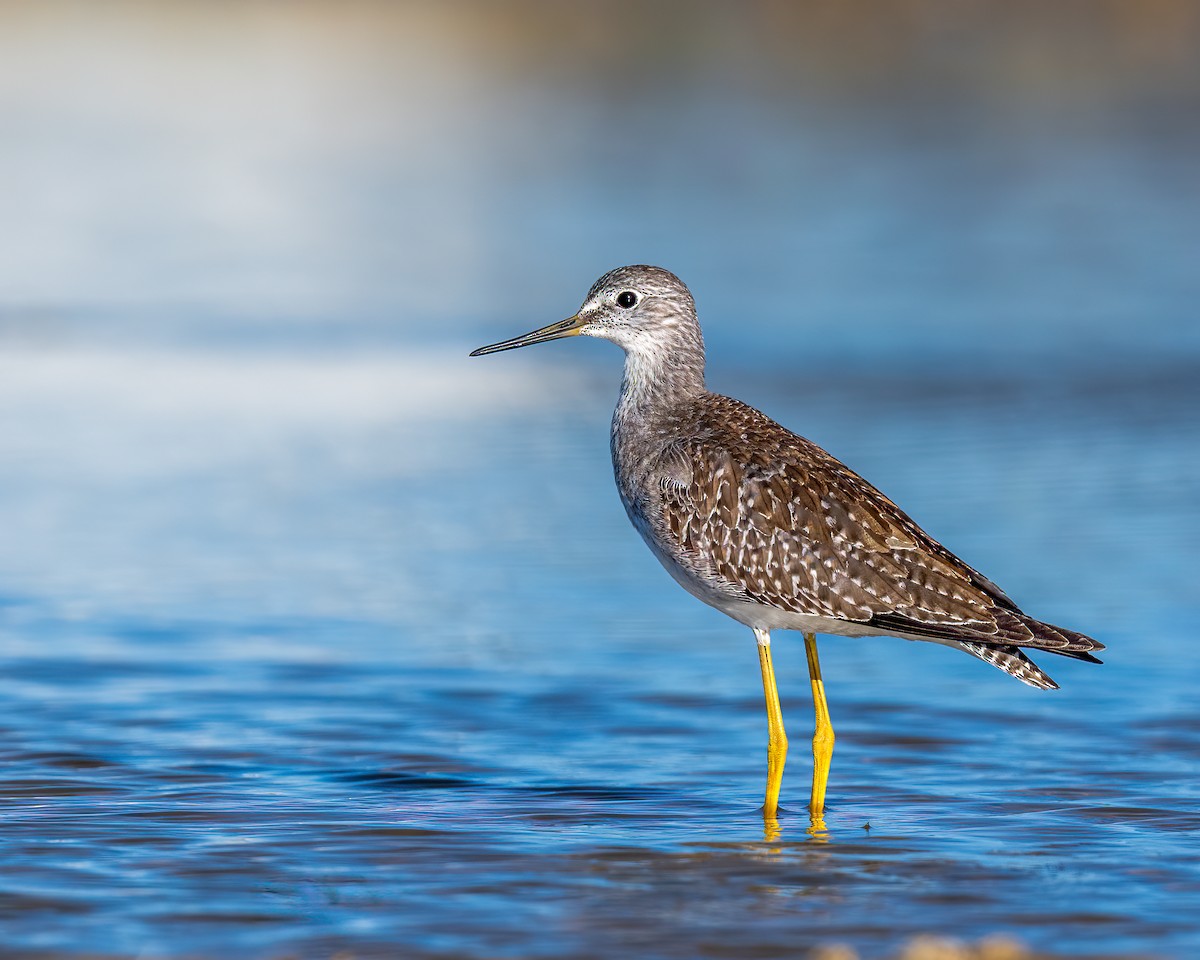 Lesser Yellowlegs - ML608926814