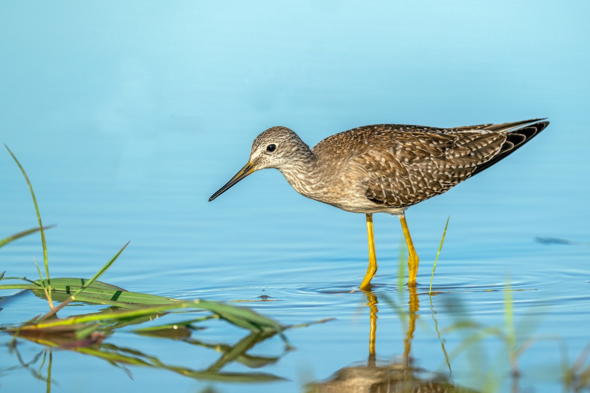 Lesser Yellowlegs - ML608926817