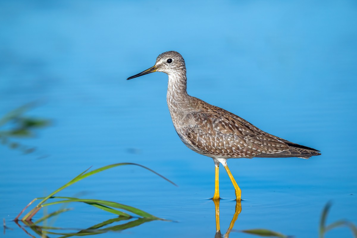 Lesser Yellowlegs - ML608926821