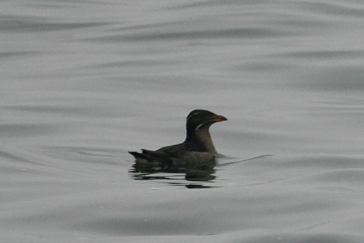 Rhinoceros Auklet - ML608926822