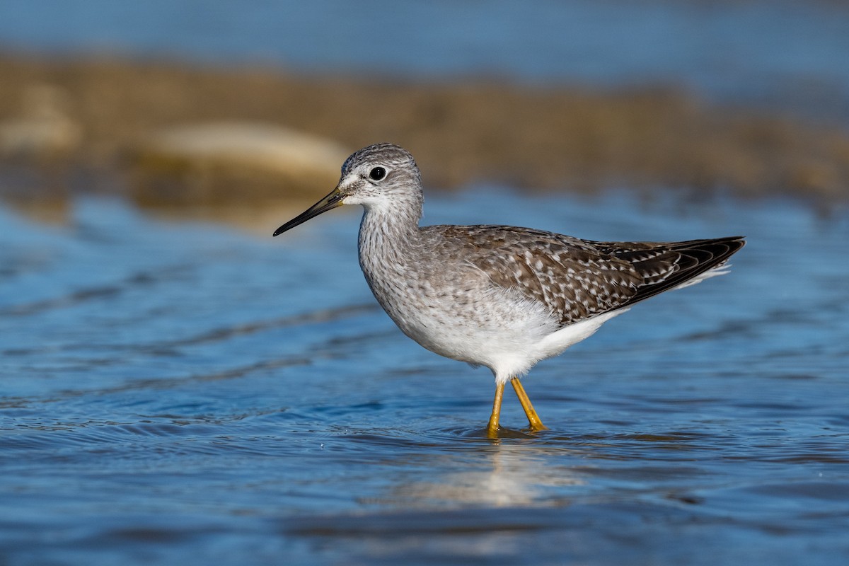 Lesser Yellowlegs - Bruce Miller