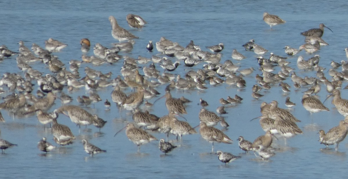 Black-bellied Plover - Berty & Ernst Haueter