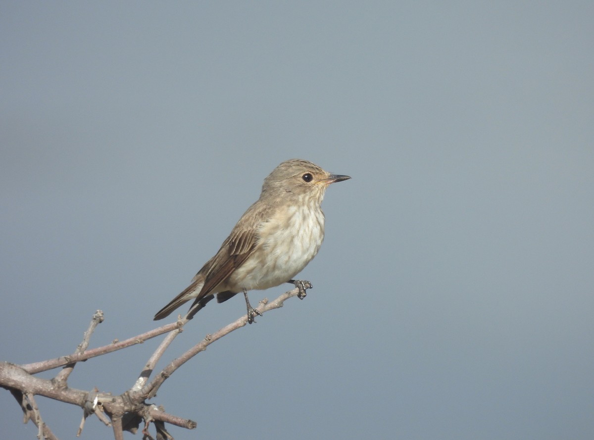 Spotted Flycatcher - Miguel Martín Diego