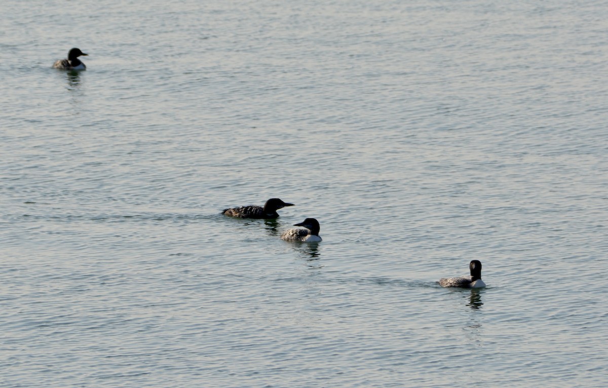 Common Loon - lise owens