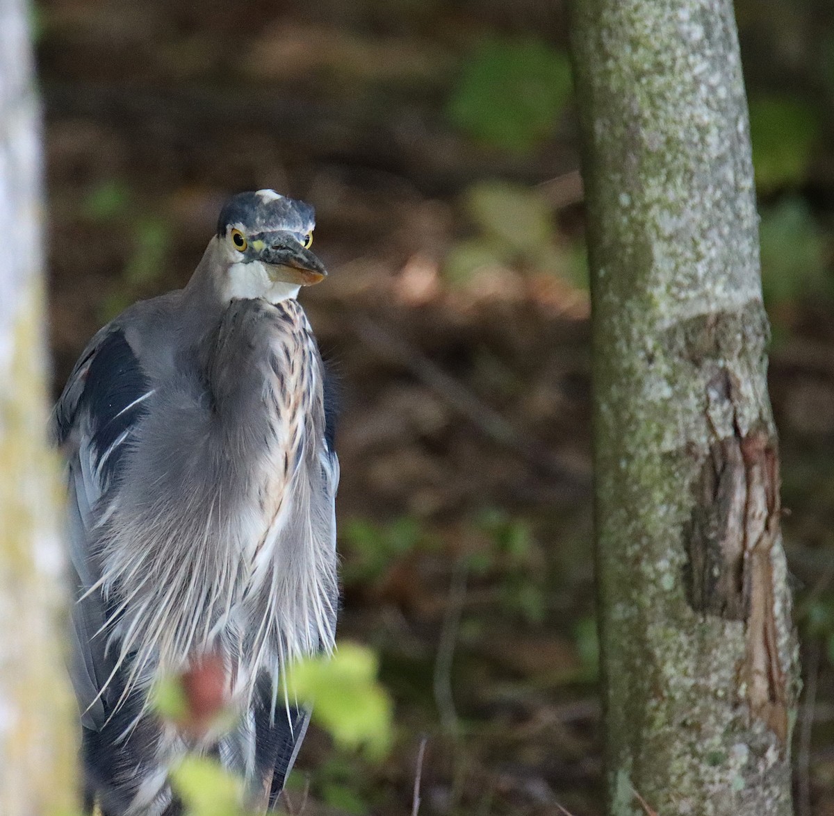 Great Blue Heron - ML608927241