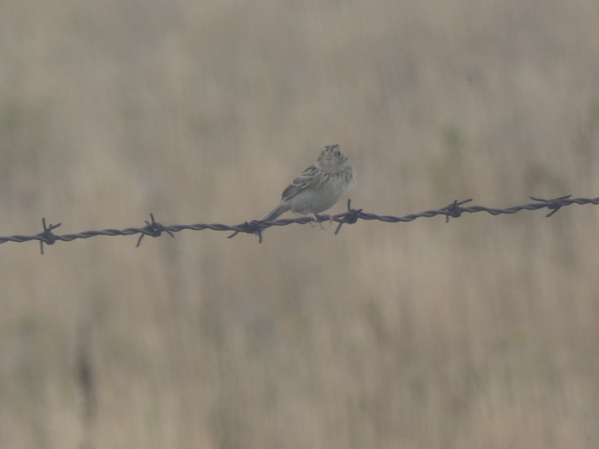 Grasshopper Sparrow - ML608927287