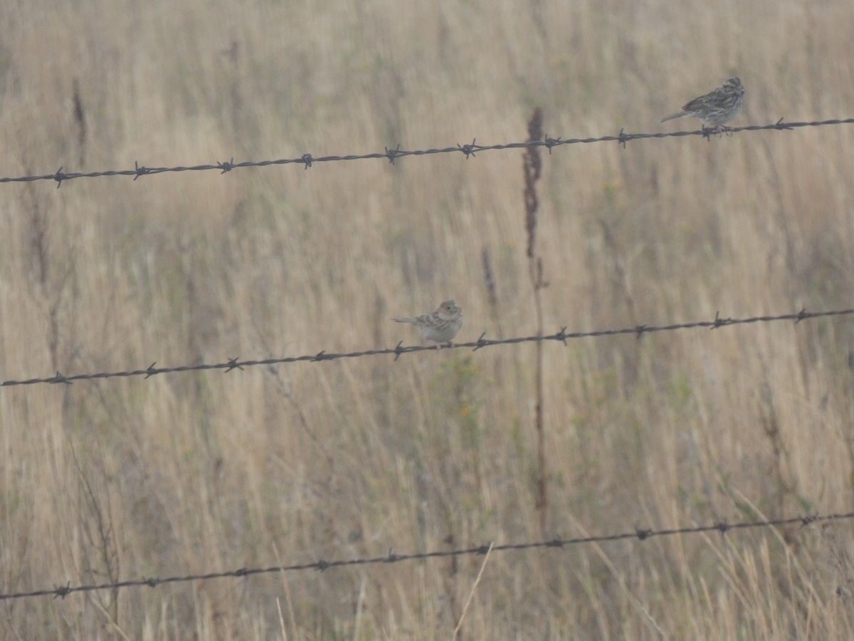 Grasshopper Sparrow - Tom Wells