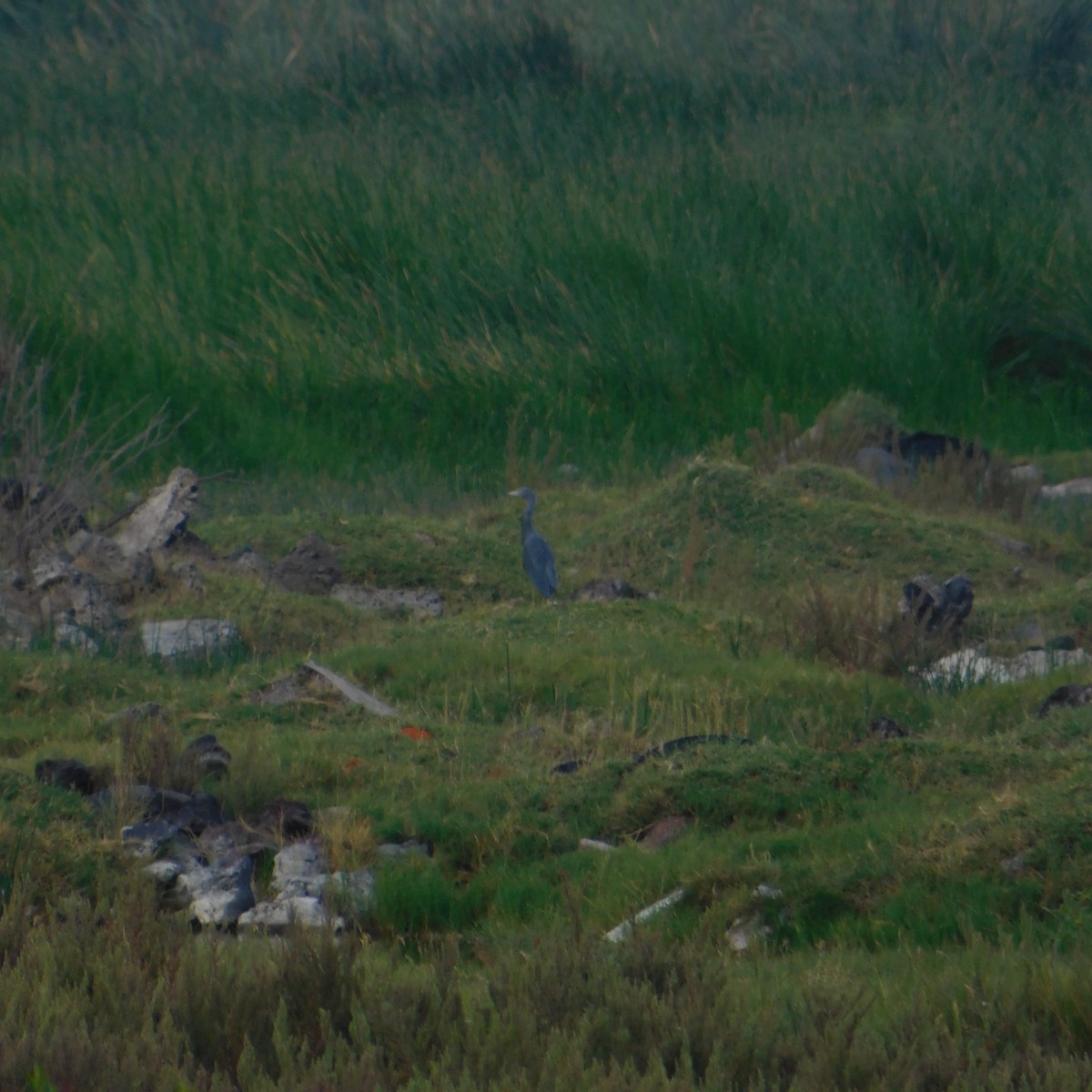 Little Blue Heron - ML608927311