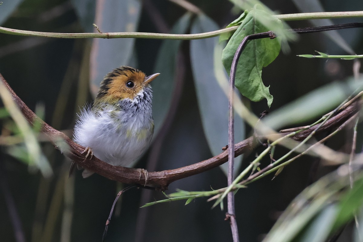 Rufous-faced Warbler - HsuehHung Chang