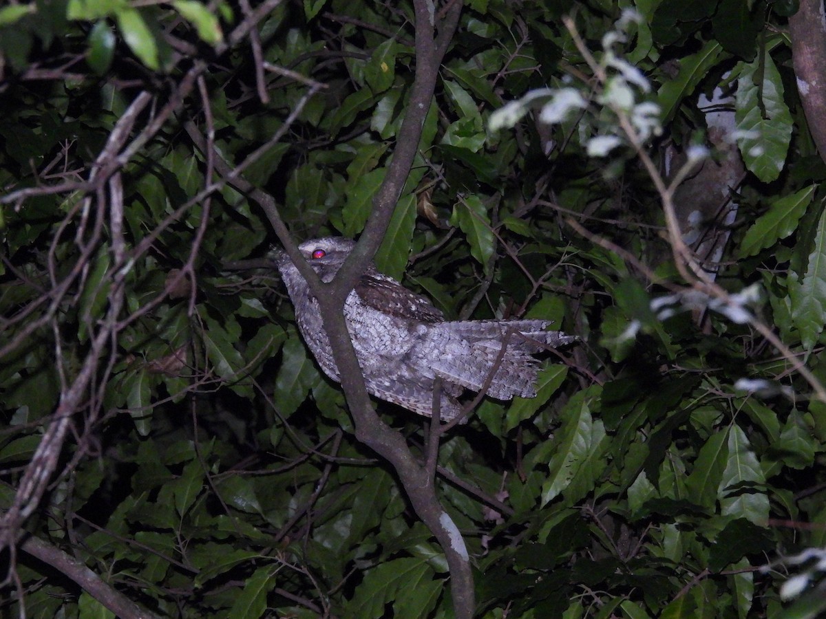 Marbled Frogmouth - ML608927399